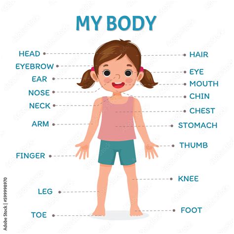 the human body for kids